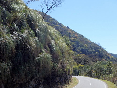 This long overhang grass is common to Northern Argentina.